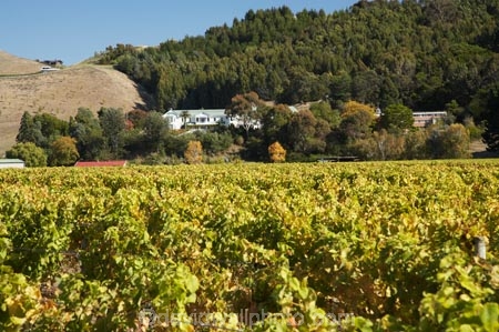 1851;agricultural;agriculture;autuminal;autumn;autumn-colour;autumn-colours;autumnal;building;buildings;chapel;church;churches;color;colors;colour;colours;country;countryside;crop;crops;cultivation;deciduous;fall;farm;farming;farmland;farms;field;fields;grape;grapes;grapevine;Hawkes-Bay;heritage;historic;historic-building;historic-buildings;historical;historical-building;historical-buildings;history;horticulture;leaf;leaves;Mission-Estate-Vineyard;Mission-Estate-Winery;Mission-Estate-Wines;monastery;N.I.;N.Z.;Napier;New-Zealand;NI;North-Island;NZ;old;religious;row;rows;rural;season;seasonal;seasons;tradition;traditional;tree;trees;vine;vines;vineyard;vineyards;vintage;wine;wineries;winery;wines