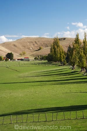 agricultural;agriculture;autuminal;autumn;autumn-colour;autumn-colours;autumnal;color;colors;colour;colours;country;countryside;deciduous;fall;farm;farming;farmland;farms;fence;fence-line;fence-lines;fence_line;fence_lines;fenceline;fencelines;fences;fertile;field;fields;grass;grassy;green;Hawkes-Bay;lush;meadow;meadows;N.I.;N.Z.;Napier;New-Zealand;NI;North-Island;NZ;paddock;paddocks;pasture;pastures;poplar;poplar-tree;poplar-trees;poplars;Puketapu;rural;season;seasonal;seasons;tree;trees;verdant
