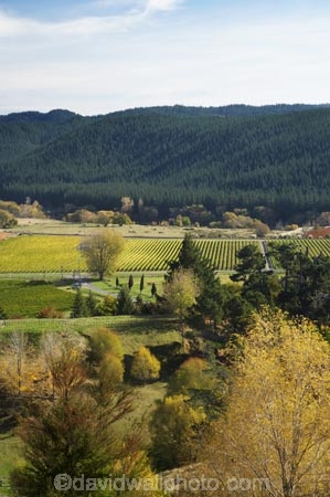 agricultural;agriculture;autuminal;autumn;autumn-colour;autumn-colours;autumnal;color;colors;colour;colours;country;countryside;crop;crops;cultivation;deciduous;Eskdale;fall;farm;farming;farmland;farms;field;fields;grape;grapes;grapevine;Hawkes-Bay;horticulture;N.I.;N.Z.;Napier;New-Zealand;NI;North-Island;NZ;row;rows;rural;season;seasonal;seasons;tree;trees;vine;vines;vineyard;vineyards;vintage;wine;wineries;winery;wines