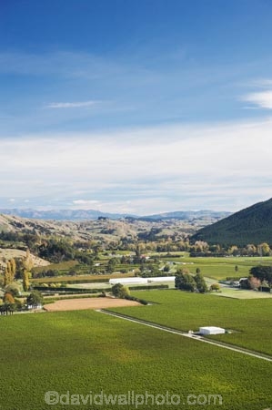 agricultural;agriculture;autuminal;autumn;autumnal;country;countryside;crop;crops;cultivation;Eskdale;fall;farm;farming;farmland;farms;field;fields;grape;grapes;grapevine;Hawkes-Bay;horticulture;N.I.;N.Z.;Napier;New-Zealand;NI;North-Island;NZ;row;rows;rural;season;seasonal;seasons;vine;vines;vineyard;vineyards;vintage;wine;wineries;winery;wines