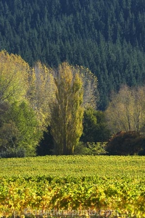 agricultural;agriculture;autuminal;autumn;autumn-colour;autumn-colours;autumnal;color;colors;colour;colours;country;countryside;crop;crops;cultivation;deciduous;Eskdale;fall;farm;farming;farmland;farms;field;fields;grape;grapes;grapevine;Hawkes-Bay;horticulture;N.I.;N.Z.;Napier;New-Zealand;NI;North-Island;NZ;row;rows;rural;season;seasonal;seasons;tree;trees;vine;vines;vineyard;vineyards;vintage;wine;wineries;winery;wines