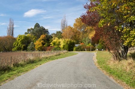 autuminal;autumn;autumn-colour;autumn-colours;autumnal;color;colors;colour;colours;country;country-road;country-roads;countryside;deciduous;fall;Hawkes-Bay;N.I.;N.Z.;New-Zealand;NI;North-Island;NZ;Rissington;road;roads;rural;season;seasonal;seasons;tree;trees