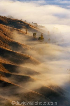 break-of-day;dawn;dawning;daybreak;first-light;fog;foggy;fogs;Hawkes-Bay;mist;mists;misty;morning;N.I.;N.Z.;New-Zealand;NI;North-Island;NZ;pattern;ridge;ridgeline;ridgelines;ridges;Te-Mata-Peak;view;views