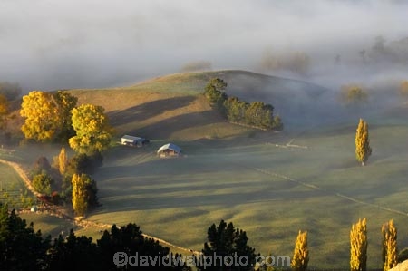 autuminal;autumn;autumn-colour;autumn-colours;autumnal;break-of-day;color;colors;colour;colours;dawn;dawning;daybreak;deciduous;fall;Farm-Building;Farm-Buildings;Farm-Shed;Farm-Sheds;first-light;fog;foggy;fogs;Hawkes-Bay;hay-shed;hayshed;mist;mists;misty;morning;N.I.;N.Z.;New-Zealand;NI;North-Island;NZ;poplar;poplar-tree;poplar-trees;poplars;season;seasonal;seasons;Te-Mata-Peak;tree;trees;view;views;willow;willow-tree;willow-trees;willows