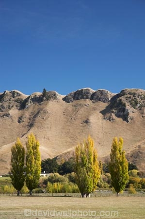 agricultural;agriculture;autuminal;autumn;autumn-colour;autumn-colours;autumnal;color;colors;colour;colours;country;countryside;deciduous;fall;farm;farming;farmland;farms;field;fields;Hawkes-Bay;meadow;meadows;N.I.;N.Z.;New-Zealand;NI;North-Island;NZ;paddock;paddocks;pasture;pastures;poplar;poplar-tree;poplar-trees;poplars;rural;season;seasonal;seasons;Te-Mata-Peak;tree;trees;Tukituki-Valley
