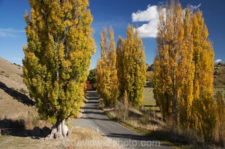 autuminal;autumn;autumn-colour;autumn-colours;autumnal;avenue;avenues;color;colors;colour;colours;deciduous;driving;fall;Hawkes-Bay;leaf;leaves;N.I.;N.Z.;New-Zealand;NI;North-Island;NZ;poplar;poplar-tree;poplar-trees;poplars;road;roads;season;seasonal;seasons;travel;traveling;travelling;tree;trees;Tukituki-Road;Tukituki-Valley