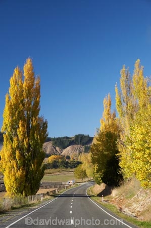 autuminal;autumn;autumn-colour;autumn-colours;autumnal;centre-line;centre-lines;centre_line;centre_lines;centreline;centrelines;color;colors;colour;colours;deciduous;driving;fall;Hawkes-Bay;highway;highways;leaf;leaves;N.I.;N.Z.;New-Zealand;NI;North-Island;NZ;open-road;open-roads;poplar;poplar-tree;poplar-trees;poplars;road;road-trip;roads;season;seasonal;seasons;transport;transportation;travel;traveling;travelling;tree;trees;trip;Tukituki-Valley;Waimarama-Road