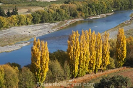 autuminal;autumn;autumn-colour;autumn-colours;autumnal;color;colors;colour;colours;deciduous;fall;Hawkes-Bay;N.I.;N.Z.;New-Zealand;NI;North-Island;NZ;poplar;poplar-tree;poplar-trees;poplars;river;rivers;season;seasonal;seasons;tree;trees;Tukituki-River;Tukituki-Valley;willow;willow-tree;willow-trees;willows