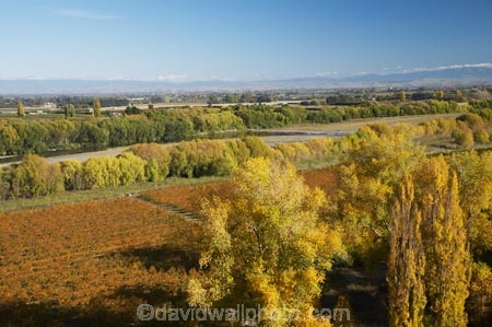 autuminal;autumn;autumn-colour;autumn-colours;autumnal;color;colors;colour;colours;country;countryside;crop;crops;deciduous;fall;farm;farming;farmland;farms;field;fruit;fruit-tree;fruit-trees;Havelock-North;Hawkes-Bay;horticulture;N.I.;N.Z.;New-Zealand;NI;North-Island;NZ;orange;orchard;orchards;poplar;poplar-tree;poplar-trees;poplars;row;rows;rural;season;seasonal;seasons;tree;trees;Tukituki-River;Tukituki-Valley;willow;willow-tree;willow-trees;willows;yellow