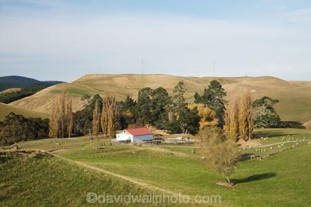 agricultural;agriculture;country;countryside;farm;Farm-Building;Farm-Buildings;Farm-Shed;Farm-Sheds;farming;farmland;farms;field;fields;Hawkes-Bay;meadow;meadows;N.I.;N.Z.;New-Zealand;NI;North-Island;NZ;paddock;paddocks;pasture;pastures;poplar;poplar-tree;poplar-trees;poplars;rural;Shearing-Shed;Shearing-Sheds;Sheep-Shed;Sheep-Sheds;Wool-Shed;Wool-Sheds