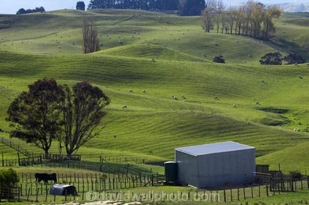 agricultural;agriculture;country;countryside;farm;Farm-Building;Farm-Buildings;Farm-Shed;Farm-Sheds;farming;farmland;farms;fertile;field;fields;grass;grassy;green;Hawkes-Bay;livestock;lush;meadow;meadows;N.I.;N.Z.;New-Zealand;NI;North-Island;NZ;paddock;paddocks;pasture;pastures;rolling-hills;rural;sheep;stock;verdant