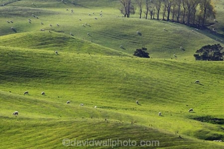 agricultural;agriculture;country;countryside;farm;farming;farmland;farms;fertile;field;fields;grass;grassy;green;Hawkes-Bay;livestock;lush;meadow;meadows;N.I.;N.Z.;New-Zealand;NI;North-Island;NZ;paddock;paddocks;pasture;pastures;rolling-hills;rural;sheep;stock;verdant
