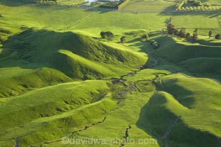 agricultural;agriculture;country;countryside;farm;farming;farmland;farms;field;fields;grass;green;Hawkes-Bay;Hawkes-Bay;lush;meadow;meadows;N.I.;N.Z.;New-Zealand;NI;North-Is;North-Is.;North-Island;NZ;paddock;paddocks;pasture;pastures;rural;season;seasonal;seasons;spring;springtime;Tukituki-River-Valley;verdant