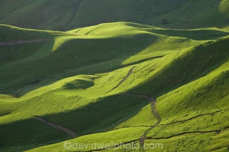 agricultural;agriculture;country;countryside;farm;farming;farmland;farms;field;fields;grass;green;Hawkes-Bay;Hawkes-Bay;lush;meadow;meadows;N.I.;N.Z.;New-Zealand;NI;North-Is;North-Is.;North-Island;NZ;paddock;paddocks;pasture;pastures;rural;season;seasonal;seasons;spring;springtime;Tukituki-River-Valley;verdant