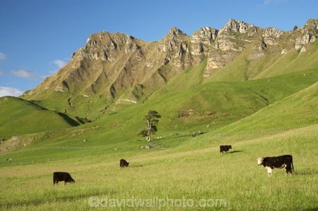 agricultural;agriculture;animal;animals;calves;cattle;country;countryside;cow;cows;farm;farming;farmland;farms;field;fields;grass;grassy;green;Hawkes-Bay;Hawkes-Bay;Herbivore;Herbivores;Herbivorous;Livestock;lush;mammal;mammals;meadow;meadows;N.I.;N.Z.;New-Zealand;NI;North-Is;North-Is.;North-Island;NZ;paddock;paddocks;pasture;pastures;rural;season;seasonal;seasons;spring;springtime;stock;Te-Mata-Peak;Te-Mata-Pk;Tukituki-River-Valley;verdant