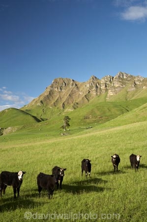 agricultural;agriculture;animal;animals;calves;cattle;country;countryside;cow;cows;farm;farming;farmland;farms;field;fields;grass;grassy;green;Hawkes-Bay;Hawkes-Bay;Herbivore;Herbivores;Herbivorous;Livestock;lush;mammal;mammals;meadow;meadows;N.I.;N.Z.;New-Zealand;NI;North-Is;North-Is.;North-Island;NZ;paddock;paddocks;pasture;pastures;rural;season;seasonal;seasons;spring;springtime;stock;Te-Mata-Peak;Te-Mata-Pk;Tukituki-River-Valley;verdant