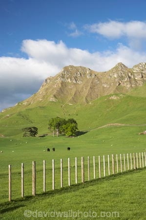 agricultural;agriculture;country;countryside;farm;farming;farmland;farms;fence;fence-line;fence-lines;fence_line;fence_lines;fenceline;fencelines;fences;field;fields;grass;green;Hawkes-Bay;Hawkes-Bay;lush;meadow;meadows;N.I.;N.Z.;New-Zealand;NI;North-Is;North-Is.;North-Island;NZ;paddock;paddocks;pasture;pastures;rural;season;seasonal;seasons;spring;springtime;Te-Mata-Peak;Te-Mata-Pk;Tukituki-River-Valley;verdant
