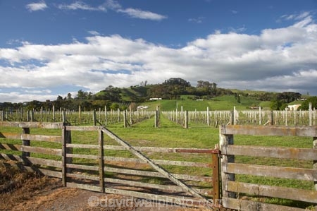agricultural;agriculture;country;countryside;crop;crops;cultivation;farm;farming;farmland;farms;field;fields;gate;gates;gateway;gateways;grape;grapes;grapevine;Havelock-North;Hawkes-Bay;Hawkes-Bay;horticulture;meadow;meadows;Montana;Montana-Terraces-Estate-Vineyard;Montana-Wines;N.I.;N.Z.;New-Zealand;NI;North-Is;North-Is.;North-Island;NZ;paddock;paddocks;pasture;pastures;row;rows;rural;rustic;Terraces-Estate-Vineyard;vine;vines;vineyard;vineyards;vintage;wine;wineries;winery;wines