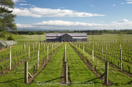 agricultural;agriculture;country;countryside;crop;crops;cultivation;farm;Farm-Building;Farm-Buildings;Farm-Shed;Farm-Sheds;farming;farmland;farms;field;fields;grape;grapes;grapevine;Havelock-North;Hawkes-Bay;Hawkes-Bay;horticulture;N.I.;N.Z.;New-Zealand;NI;North-Is;North-Is.;North-Island;NZ;Old-Woolshed;row;rows;rural;Shearing-Shed;Shearing-Sheds;Sheep-Shed;Sheep-Sheds;Te-Mata-Estate;Te-Mata-Estate-Vineyard;Te-Mata-Estate-Winery;Te-Mata-Estate-Wines;Te-Mata-Vineyard;Te-Mata-Vineyards;Te-Mata-Winery;Te-Mata-Wines;vine;vines;vineyard;vineyards;vintage;wine;wineries;winery;wines;Wool-Shed;Wool-Sheds;woolshed;woolsheds
