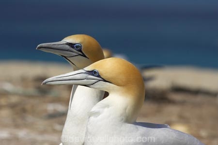 Australasian-Gannet;Australasian-Gannet-Colony;Australasian-Gannets;bird;bird-watching;bird_watching;birds;birdwatching;Cape-Kidnappers;Cape-Kidnappers-Gannet-Colony;coastal;colony;eco-tourism;eco_tourism;ecotourism;feather;feathers;gannet;Gannet-Colonies;Gannet-Colony;gannets;Hawke-Bay;Hawkes-Bay;Hawkes-Bay;marine;Morus-serrator;N.I.;N.Z.;native;natural-history;nature;new-zealand;NI;North-Is;North-Is.;North-Island;NZ;ocean;ornithology;sea;Takapu;wildlife