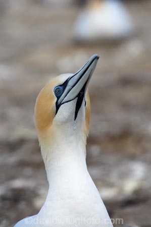 Australasian-Gannet;Australasian-Gannet-Colony;Australasian-Gannets;bird;bird-watching;bird_watching;birds;birdwatching;Cape-Kidnappers;Cape-Kidnappers-Gannet-Colony;colony;eco-tourism;eco_tourism;ecotourism;feather;feathers;gannet;Gannet-Colonies;Gannet-Colony;gannets;Hawkes-Bay;Hawkes-Bay;marine;Morus-serrator;N.I.;N.Z.;native;natural-history;nature;new-zealand;NI;North-Is;North-Is.;North-Island;NZ;ornithology;Takapu;wildlife