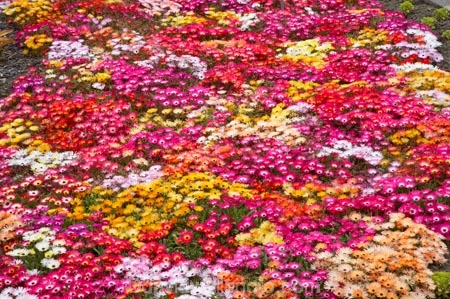 bright;colorful;colourful;flower;flower-bed;flower-beds;flower-garden;flower-gardens;flowerbed;flowerbeds;flowers;Hawkes-Bay;Hawkes-Bay;Marine-Parade;N.I.;N.Z.;Napier;Napier-Waterfront;New-Zealand;NI;North-Is;North-Is.;North-Island;NZ;osteospermum;osteospermums;pink;public-garden;public-gardens;season;seasonal;seasons;spring;springtime;yellow