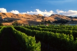 vine;vines;vineyard;vineyards;wine;wines;winery;wineries;grape;grapes;vintage;grapevine;horticulture;cultivation;rural;farm;farms;farming;field;fields;crop;crops;row;rows