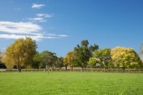 agricultural;agriculture;autuminal;autumn;autumn-colour;autumn-colours;autumnal;color;colors;colour;colours;country;countryside;deciduous;fall;farm;farming;farmland;farms;field;fields;Hawkes-Bay;meadow;meadows;N.I.;N.Z.;New-Zealand;NI;North-Island;NZ;paddock;paddocks;pasture;pastures;rural;season;seasonal;seasons;tree;trees;Tutaekuri-River-Valley