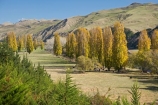 agricultural;agriculture;autuminal;autumn;autumn-colour;autumn-colours;autumnal;color;colors;colour;colours;country;countryside;deciduous;fall;farm;farming;farmland;farms;field;fields;Hawkes-Bay;meadow;meadows;N.I.;N.Z.;New-Zealand;NI;North-Island;NZ;paddock;paddocks;pasture;pastures;poplar;poplar-tree;poplar-trees;poplars;rural;season;seasonal;seasons;tree;trees;Tukituki-Valley