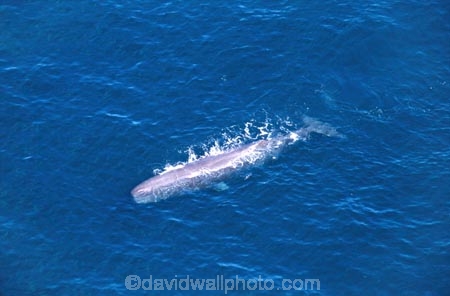 aerials;cetacean;cetaceans;diving;mammal;marine-mammal;ocean;pacific-ocean;Physeter-macrocephalus;sea;tail;tails;whale-tail