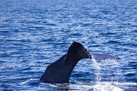 cetacean;cetaceans;diving;fluke;flukes;kaikoura;kaikoura-canyon;mammal;marine-mammal;marlborough;new-zealand;ocean;pacific-ocean;Physeter-macrocephalus;sea;south-island;sperm-whale;sperm-whales;splash;splashing;tail;tail-fluke;tail-flukes;tails;whale;whale-tail;whale-watching;whales
