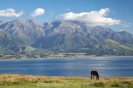 agricultural;agriculture;coast;coastal;coastline;coastlines;coasts;country;countryside;equestrian;farm;farming;farmland;farms;field;fields;horse;horses;Kaikoura;Kaikoura-Coast;Marlborough;meadow;meadows;N.Z.;New-Zealand;NZ;ocean;oceans;Pacific-Ocean;paddock;paddocks;pasture;pastures;rural;S.I.;sea;Seaward-Kaikoura-Range;Seaward-Kaikoura-Ranges;shore;shoreline;shorelines;shores;SI;South-Island;water