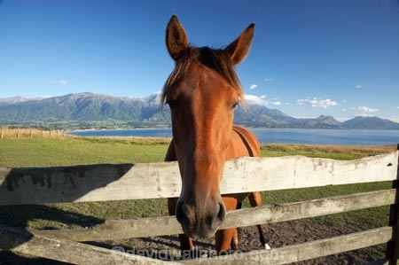 agricultural;agriculture;country;countryside;equestrian;farm;farming;farmland;farms;field;fields;gate;gates;gateway;gateways;horse;horses;Kaikoura;Kaikoura-Coast;Marlborough;meadow;meadows;N.Z.;New-Zealand;NZ;paddock;paddocks;pasture;pastures;rural;S.I.;SI;South-Island