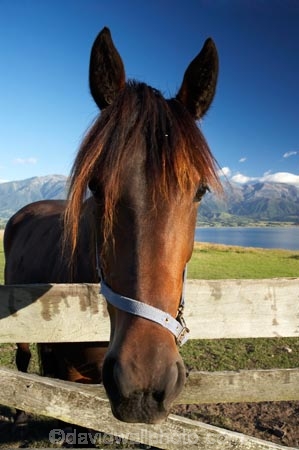 agricultural;agriculture;country;countryside;equestrian;farm;farming;farmland;farms;field;fields;gate;gates;gateway;gateways;horse;horses;Kaikoura;Kaikoura-Coast;Marlborough;meadow;meadows;N.Z.;New-Zealand;NZ;paddock;paddocks;pasture;pastures;rural;S.I.;SI;South-Island