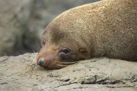Arctocephalus-forsteri;coast;coastal;coastline;external-ears;fur;Fur-Seal;kaikoura;Kaikoura-Coast;mammal;mammals;marine;Marlborough;N.Z.;native;natural-history;nature;new-zealand;New-Zealand-Fur-Seal;NZ;NZ-Fur-Seal;ocean;pointy-nose;S.I.;sea;seal;seals;SI;snout;South-Island;water;whiskers;wildife