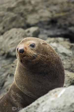 Arctocephalus-forsteri;coast;coastal;coastline;external-ears;fur;Fur-Seal;kaikoura;Kaikoura-Coast;mammal;mammals;marine;Marlborough;N.Z.;native;natural-history;nature;new-zealand;New-Zealand-Fur-Seal;NZ;NZ-Fur-Seal;ocean;pointy-nose;S.I.;sea;seal;seals;SI;snout;South-Island;water;whiskers;wildife