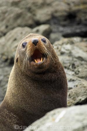 Arctocephalus-forsteri;coast;coastal;coastline;external-ears;fur;Fur-Seal;kaikoura;Kaikoura-Coast;mammal;mammals;marine;Marlborough;N.Z.;native;natural-history;nature;new-zealand;New-Zealand-Fur-Seal;NZ;NZ-Fur-Seal;ocean;pointy-nose;S.I.;sea;seal;seals;SI;snout;South-Island;water;whiskers;wildife