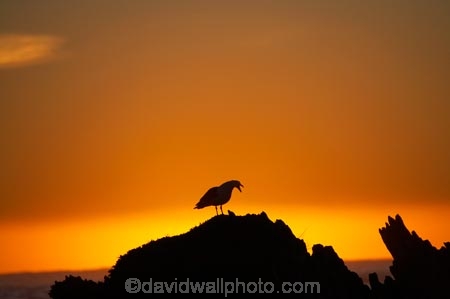 bird;bird-watching;bird_watching;birds;break-of-day;coast;coastal;coastline;coastlines;coasts;dawn;dawning;daybreak;eco-tourism;eco_tourism;ecotourism;first-light;foreshore;gull;gulls;Kaikoura;Kaikoura-Coast;marine;Marlborough;morning;N.Z.;native;natural-history;nature;New-Zealand;NZ;ocean;orange;S.I.;sea;seagull;seagulls;shore;shoreline;shorelines;shores;SI;silhouette;silhouettes;South-Is;South-Island;squark;squarking;sunrise;sunrises;sunup;twilight;water