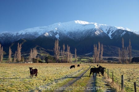 agricultural;agriculture;alp;alpine;alps;altitude;animal;animals;calf;calves;cattle;country;countryside;cow;cows;farm;farming;farmland;farms;field;fields;grass;grassy;Herbivore;Herbivores;Herbivorous;Kaikoura;Kaikoura-Range;Kaikoura-Ranges;Livestock;mammal;mammals;Marlborough;meadow;meadows;mount;mountain;mountain-peak;mountainous;mountains;mountainside;mt;mt.;N.Z.;New-Zealand;NZ;paddock;paddocks;pasture;pastures;peak;peaks;range;ranges;rural;S.I.;season;seasonal;seasons;Seaward-Kaikoura-Range;Seaward-Kaikoura-Ranges;SI;snow;snow-capped;snow_capped;snowcapped;snowy;South-Is;South-Island;stock;summit;summits;white;winter;wintery