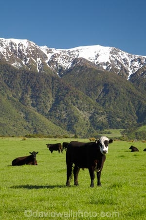 agricultural;agriculture;animal;animals;cattle;country;countryside;cow;cows;farm;farming;farmland;farms;field;fields;grass;grassy;Herbivore;Herbivores;Herbivorous;Livestock;mammal;mammals;Marlborough;meadow;meadows;N.Z.;New-Zealand;NZ;paddock;paddocks;pasture;pastures;rural;S.I.;Seaward-Kaikoura-Ranges;SI;snow;South-Is;South-Island;Sth-Is;stock