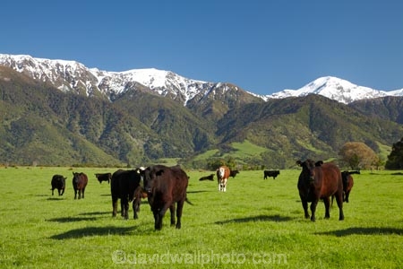 agricultural;agriculture;animal;animals;cattle;country;countryside;cow;cows;farm;farming;farmland;farms;field;fields;grass;grassy;Herbivore;Herbivores;Herbivorous;Livestock;mammal;mammals;Marlborough;meadow;meadows;N.Z.;New-Zealand;NZ;paddock;paddocks;pasture;pastures;rural;S.I.;Seaward-Kaikoura-Ranges;SI;snow;South-Is;South-Island;Sth-Is;stock