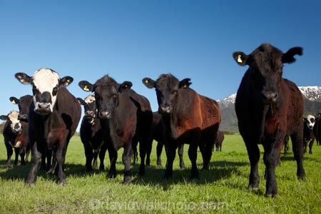 agricultural;agriculture;animal;animals;cattle;country;countryside;cow;cows;farm;farming;farmland;farms;field;fields;grass;grassy;Herbivore;Herbivores;Herbivorous;Livestock;mammal;mammals;Marlborough;meadow;meadows;N.Z.;New-Zealand;NZ;paddock;paddocks;pasture;pastures;rural;S.I.;Seaward-Kaikoura-Ranges;SI;snow;South-Is;South-Island;Sth-Is;stock