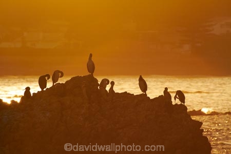 Animal;animals;avian;bird;bird-spotting;bird-watching;bird_watching;birds;break-of-day;coast;coastal;coastline;coastlines;coasts;dawn;dawning;daybreak;eco-tourism;eco_tourism;ecotourism;Fauna;first-light;Kaikoura;Kaikoura-Coast;Marlborough;morning;Natural;Nature;New-Zealand;NZ;ocean;oceans;orange;Ornithology;Phalacrocorax-varius;Pied-Shag;Pied-Shags;S.I.;sea;seas;shore;shoreline;shorelines;shores;South-Is;South-Island;Sth-Is;sunrise;sunrises;sunup;twilight;water;wild;wildlife