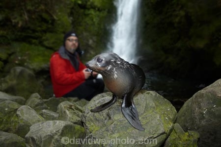 animals;Arctocephalus-forsteri;babies;baby;baby-fur-seal;baby-fur-seals;cub;cubs;Fur-Seal;fur-seal-cub;fur-seal-cubs;Kaikoura;Kaikoura-Coast;Kaikoura-Coastanimal;kekeno;male;mammal;mammals;man;marine;Marlborough;N.Z.;native;natural-history;nature;New-Zealand;New-Zealand-Fur-Seal;NZ;NZ-Fur-Seal;ocean;Ohau-Point-Seal-Colony;Ohau-Stream;Ohau-Stream-Waterfall;people;person;S.I.;sea;seal;seals;SI;South-Is;South-Island;Sth-Is;tourism;tourist;tourists;water;waterfall;waterfalls;wildife