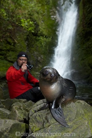 animals;Arctocephalus-forsteri;babies;baby;baby-fur-seal;baby-fur-seals;cub;cubs;Fur-Seal;fur-seal-cub;fur-seal-cubs;Kaikoura;Kaikoura-Coast;Kaikoura-Coastanimal;kekeno;male;mammal;mammals;man;marine;Marlborough;N.Z.;native;natural-history;nature;New-Zealand;New-Zealand-Fur-Seal;NZ;NZ-Fur-Seal;ocean;Ohau-Point-Seal-Colony;Ohau-Stream;Ohau-Stream-Waterfall;people;person;S.I.;sea;seal;seals;SI;South-Is;South-Island;Sth-Is;tourism;tourist;tourists;water;waterfall;waterfalls;wildife