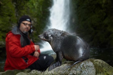 animals;Arctocephalus-forsteri;babies;baby;baby-fur-seal;baby-fur-seals;cub;cubs;Fur-Seal;fur-seal-cub;fur-seal-cubs;Kaikoura;Kaikoura-Coast;Kaikoura-Coastanimal;kekeno;male;mammal;mammals;man;marine;Marlborough;N.Z.;native;natural-history;nature;New-Zealand;New-Zealand-Fur-Seal;NZ;NZ-Fur-Seal;ocean;Ohau-Point-Seal-Colony;Ohau-Stream;Ohau-Stream-Waterfall;people;person;S.I.;sea;seal;seals;SI;South-Is;South-Island;Sth-Is;tourism;tourist;tourists;water;waterfall;waterfalls;wildife