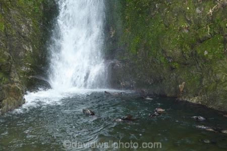 animals;Arctocephalus-forsteri;babies;baby;baby-fur-seal;baby-fur-seals;cub;cubs;Fur-Seal;fur-seal-cub;fur-seal-cubs;Kaikoura;Kaikoura-Coast;Kaikoura-Coastanimal;kekeno;mammal;mammals;marine;Marlborough;N.Z.;native;natural-history;nature;New-Zealand;New-Zealand-Fur-Seal;NZ;NZ-Fur-Seal;ocean;Ohau-Point-Seal-Colony;Ohau-Stream;Ohau-Stream-Waterfall;Ohau-Waterfall;S.I.;sea;seal;seals;SI;South-Is;South-Island;Sth-Is;water;waterfall;waterfalls;wildife