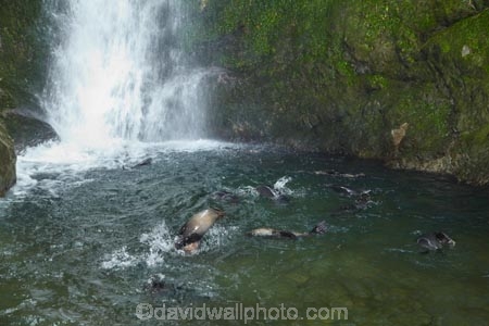 animals;Arctocephalus-forsteri;babies;baby;baby-fur-seal;baby-fur-seals;cub;cubs;Fur-Seal;fur-seal-cub;fur-seal-cubs;Kaikoura;Kaikoura-Coast;Kaikoura-Coastanimal;kekeno;mammal;mammals;marine;Marlborough;N.Z.;native;natural-history;nature;New-Zealand;New-Zealand-Fur-Seal;NZ;NZ-Fur-Seal;ocean;Ohau-Point-Seal-Colony;Ohau-Stream;Ohau-Stream-Waterfall;Ohau-Waterfall;S.I.;sea;seal;seals;SI;South-Is;South-Island;Sth-Is;water;waterfall;waterfalls;wildife