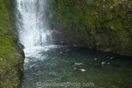 animals;Arctocephalus-forsteri;babies;baby;baby-fur-seal;baby-fur-seals;cub;cubs;Fur-Seal;fur-seal-cub;fur-seal-cubs;Kaikoura;Kaikoura-Coast;Kaikoura-Coastanimal;kekeno;mammal;mammals;marine;Marlborough;N.Z.;native;natural-history;nature;New-Zealand;New-Zealand-Fur-Seal;NZ;NZ-Fur-Seal;ocean;Ohau-Point-Seal-Colony;Ohau-Stream;Ohau-Stream-Waterfall;Ohau-Waterfall;S.I.;sea;seal;seals;SI;South-Is;South-Island;Sth-Is;water;waterfall;waterfalls;wildife
