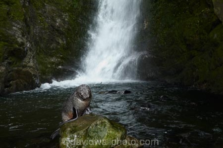 animals;Arctocephalus-forsteri;babies;baby;baby-fur-seal;baby-fur-seals;cub;cubs;Fur-Seal;fur-seal-cub;fur-seal-cubs;Kaikoura;Kaikoura-Coast;Kaikoura-Coastanimal;kekeno;mammal;mammals;marine;Marlborough;N.Z.;native;natural-history;nature;New-Zealand;New-Zealand-Fur-Seal;NZ;NZ-Fur-Seal;ocean;Ohau-Point-Seal-Colony;Ohau-Stream;Ohau-Stream-Waterfall;Ohau-Waterfall;S.I.;sea;seal;seals;SI;South-Is;South-Island;Sth-Is;water;waterfall;waterfalls;wildife